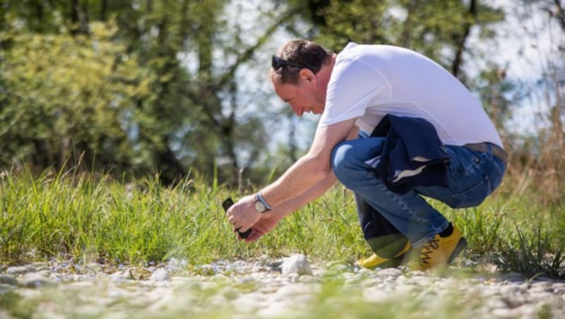 Umwelt- und Klimaschutzlandesrat Johannes Rauch beim Fotografieren des seltenen „Bodenseevergissmeinnicht“ am Mehrerauer Bodenseeufer. (Bild: zvg/Frederick Sams)