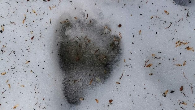Frische Spure eines Bären im Gemeindegebiet von Serfaus. (Bild: Privat)