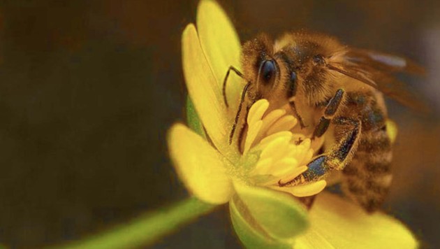 Ein Coach verrät im Lakeside Park alles über die Insekten. (Bild: Winfried Dareb)