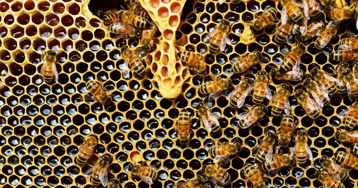 6-bee-facts-may-20th-today-is-world-bee-day-time-news