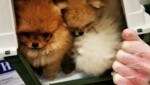 Diese eingepferchten Hundewelpen wurden als lebendige Schmuggelware vom Zoll entdeckt und auch gerettet. (Bild: BMF/ZA)