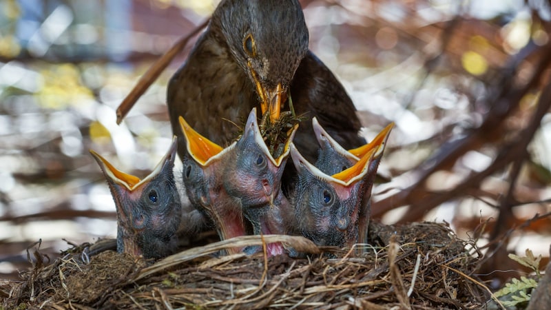 Die Brutdauer der Amsel beträgt etwa 14 Tage, anschließend werden die geschlüpften Jungen noch weitere zwei Wochen im Nest gefüttert. (Bild: APA/dpa-Zentralbild/Jens Büttner (Symbolbild))