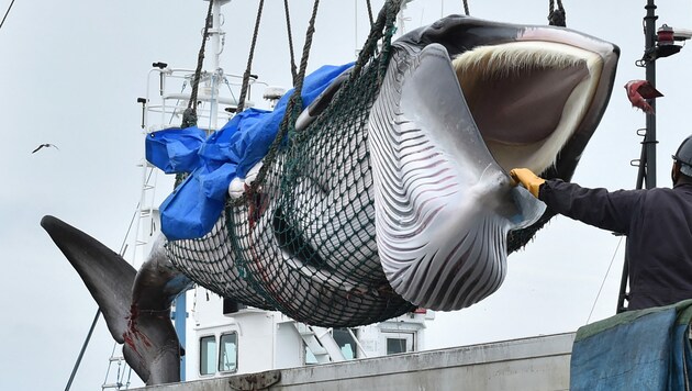 Walfänger in Japan (Symbolbild) (Bild: AFP)