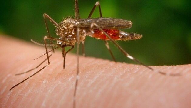 Stechmücken etwa übertragen malaria, das Zika-Virus oder Dengue-Fieber. (Bild: James Gathany)
