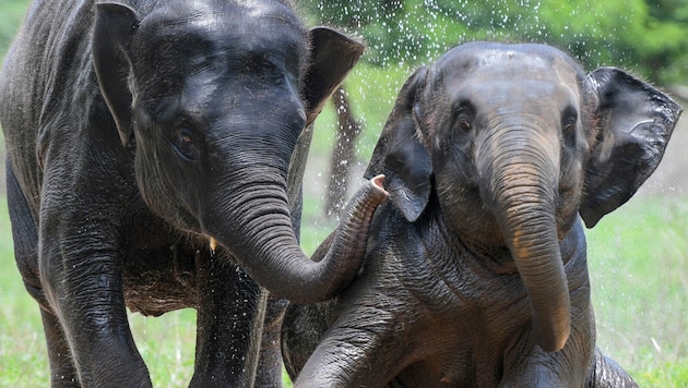 Indische Elefanten (Symbolbild) (Bild: AFP)