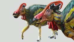 Künstlerische Illustration: So könnte die neu entdeckte Dinosaurierart namens Tlatolophus galorum ausgesehen haben. (Bild: INHA/Luis V. Rey)