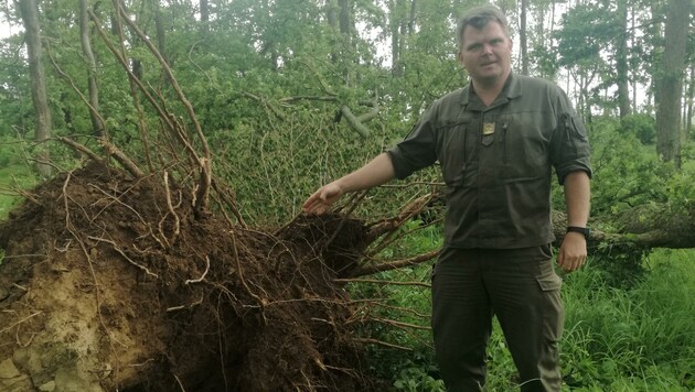 Kommandant Markus Ziegler zeigt einen umgefallenen Baum (Bild: Truppenübungsplatz Bruckneudorf)
