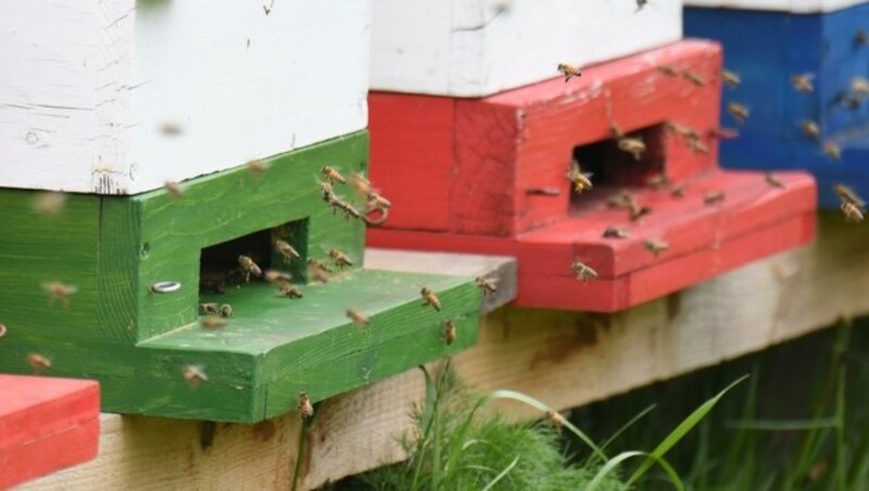 Das Summen der Bienen war heuer weit seltener als in Jahren mit weniger Niederschlag zu hören. (Bild: Huber Patrick)