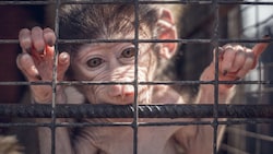 Experimente mit Affen gehören zu den umstrittensten Tierversuchen. In der Corona-Pandemie nahm der Bedarf an den Tieren in der Pharma-Forschung massiv zu. (Bild: stock.adobe.com)