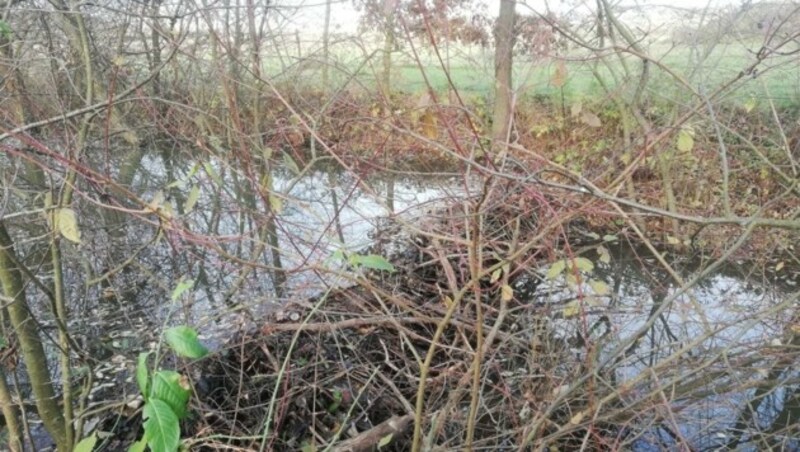 Dämme wurden beseitigt. Das Problem, dass der Eingang zur Biberburg nicht mehr unter Wasser liegt, wird rasch gelöst. (Bild: Privat)