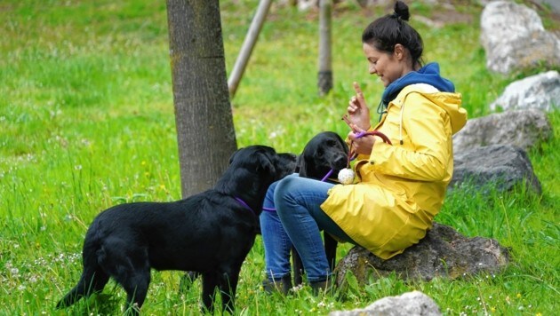 Durch Giftköder sind immer wieder Hunde beim Gassi gehen gefährdet (Symbolbild). (Bild: Sepp Pail)