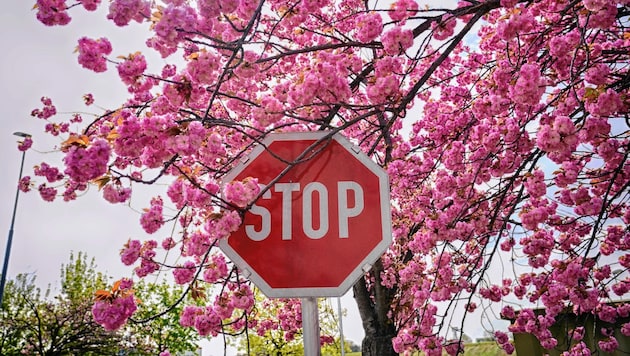 Gefährlich: Auch Stoptafeln schraubte der Dieb ab. (Symbolfoto) (Bild: Pail Sepp)