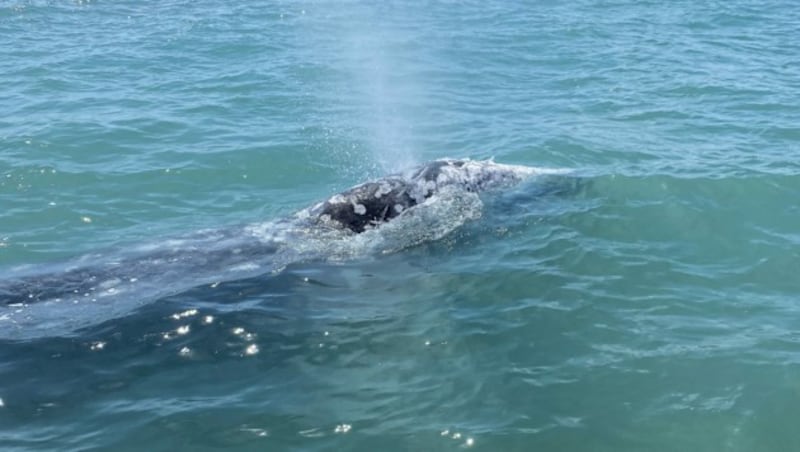 „Wally“ dürfte sich wohl aufgrund des Klimawandels aus dem Pazifik ins Mittelmeer verirrt haben. (Bild: AFP)