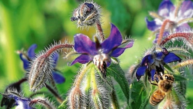 Vielfalt im eigenen Garten hilft den wichtigen Insekten am meisten! (Bild: Michael Hochfellner)