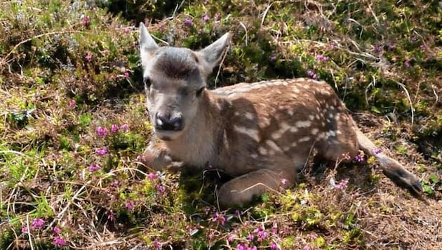 Füttern von Zootieren oder auch Wildtieren sollte man den Profis überlassen (Bild: zVg)