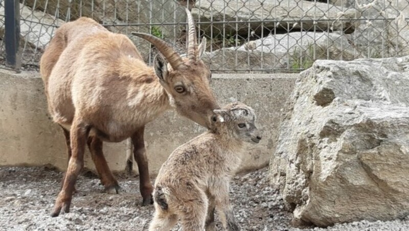 Der Alpensteinbock kommt auch in Salzburg vor (Bild: Alpenzoo)