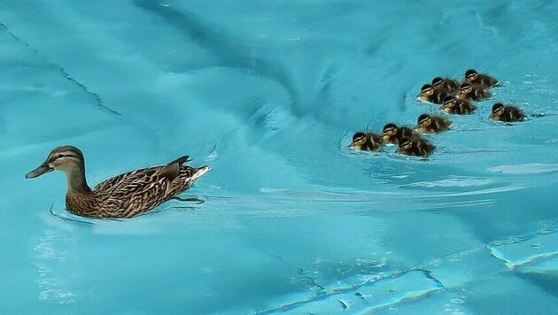 Die Entenfamilie schwamm eine Runde durch das Becken im Neuwaldegger Bad. (Bild: Neuwaldegger Bad)