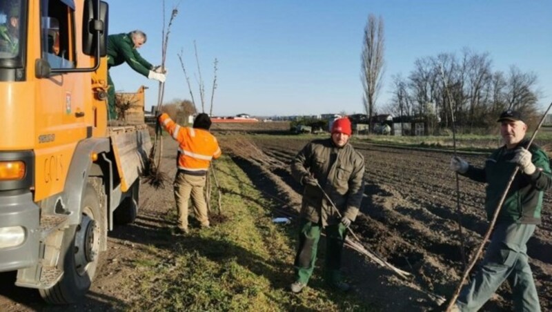 Bereits im April wurden in Gols 400 Jungbäume eingepflanzt. Weitere sollen im Rahmen der großen Baumoffensive folgen. (Bild: Marktgemeinde Gols)