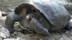 Die Riesenschildkröten-Art Chelonoidis phantasticus auf Fernandina ist doch nicht ausgestorben. (Bild: APA/AFP)