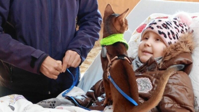 Die top ausgebildeten Tiere sind für Kinder Helden, die sie Angst und Schmerzen vergessen lassen und ihnen Superkräfte verleihen. (Bild: Lichtblickhof)