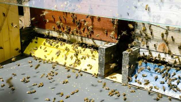 Bienen brauchen genügend Zeit, um den Honig mit körpereigenen Stoffen anzureichern. Erst dadurch wird das Lebensmittel zu einem hochwertigen Produkt. (Bild: Mathis Fotografie)