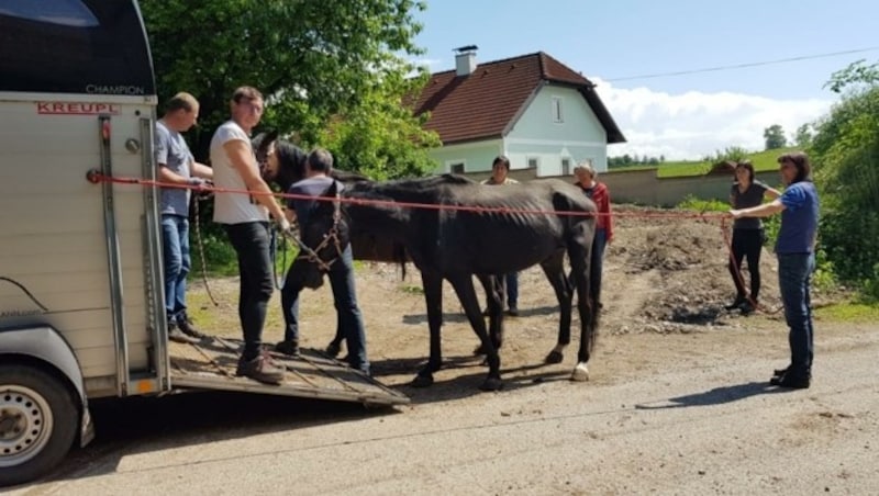 Am Samstag wurden Pferde abtransportiert. (Bild: Animal Spirit)