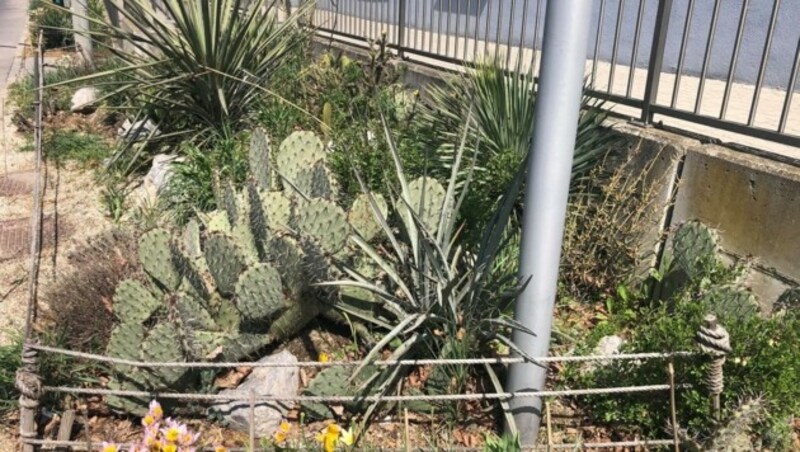 Auch Kakteen und Yuccas findet man in Neusiedl am See (Bild: Wolf Stockinger)