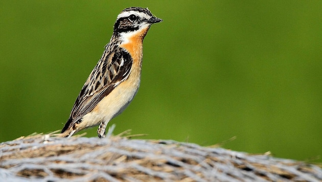 Seit 1998 hat der Bestand von Braunkehlchen auf unseren Feldern und Wiesen um 61 Prozent abgenommen. (Bild: APA/BIRDLIFE STERREICH/HM BERG)