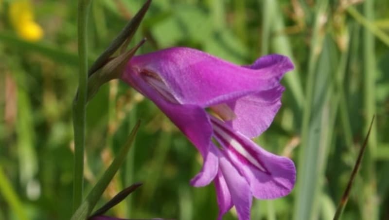 Die Sumpfgladiole wird immer seltener gesichtet (Bild: Klaus Christmann)