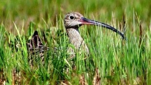 Vom Großen Brachvogel gibt in Vorarlberg nur noch wenige Exemplare.  (Bild: Manfred Waldinger)