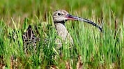 Vom Großen Brachvogel gibt in Vorarlberg nur noch wenige Exemplare.  (Bild: Manfred Waldinger)