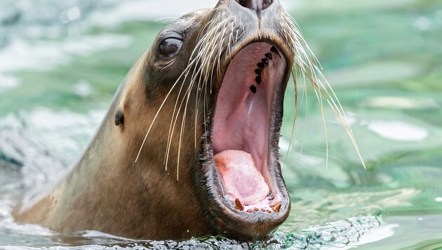 Schönbrunner Tiere waren Teil der weltweiten Gähnstudie. (Bild: Daniel Zupanc )