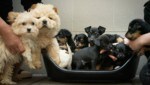 13 süße Hundebabys hätten illegal verkauft werden sollen. (Bild: Tierheim Brunn)