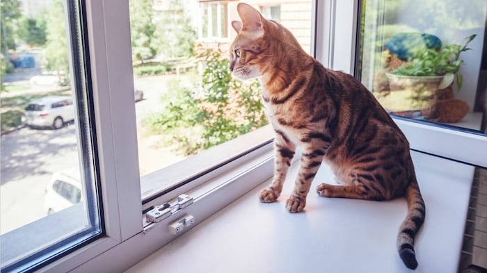 Ein ungesichertes Fenster kann Tierhaltern eine Anzeige einbringen!