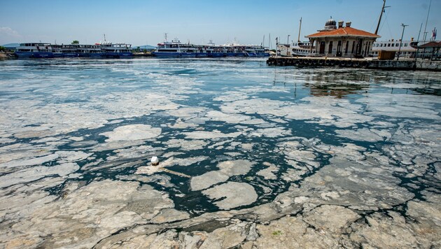 Ein Algenschleim-Teppich an der Küste von Istanbul (Bild: APA/AFP/Yasin Akgul)