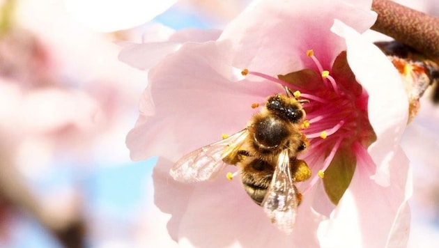 Unsere Bienen können durch den NÖ-Naturschutz überleben (Bild: Honorar)