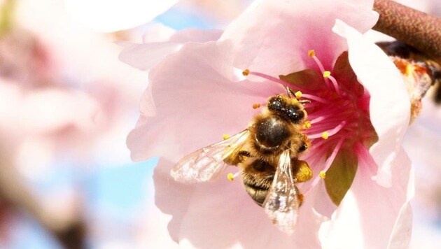 Unsere Bienen können durch den NÖ-Naturschutz überleben (Bild: Honorar)