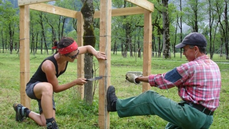 Baumpflege und -schutz gehören ebenso zu den Aufgaben der Freiwilligen (Bild: Alpenpark Karwendel)