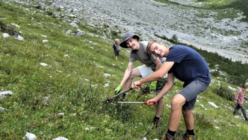 Die Natur ist der Boss und die Freiwilligen hören auf sie (Bild: Alpenpark Karwendel)