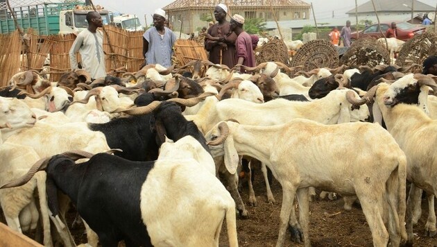 Viehhandel in Nigeria (Archivild) (Bild: AFP/Olukayode Jaiyeola)