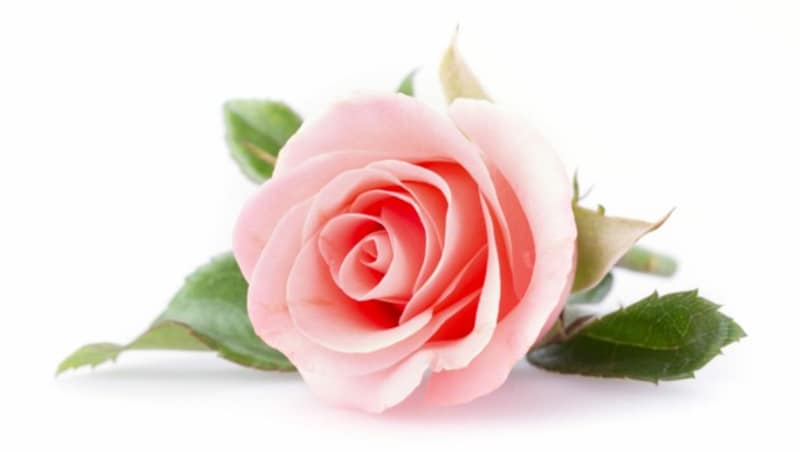 Die Rose ist die Basis für die ersten Produkte von freemee cosmetics. (Bild: ©sutichak - stock.adobe.com)