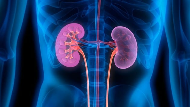 Erkrankungen der Nieren machen anfangs kaum Beschwerden. (Bild: peterschreiber.media/stock.adobe.com)