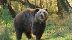 Die Schützlinge des Bärenwaldes bekommen jetzt zwei neue Gehege. (Bild: Vier Pfoten)