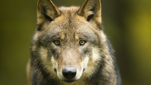 Heuer gab es in Salzburg bereits mehrere bestätigte Wolfssichtungen. (Bild: Ralph Frank)