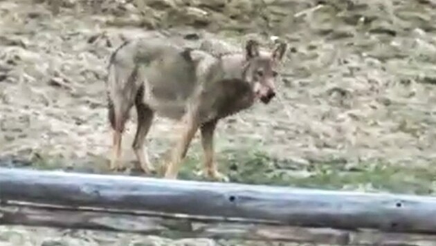 Eine Wolfsichtung im Lungau (Bild: Holitzky Roland)