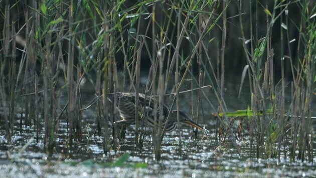 Die Feuchtbiotope sind ein wichtiger Lebensraum, auch für verschiedene Vogelarten. (Bild: Hansjörg Lauermann)