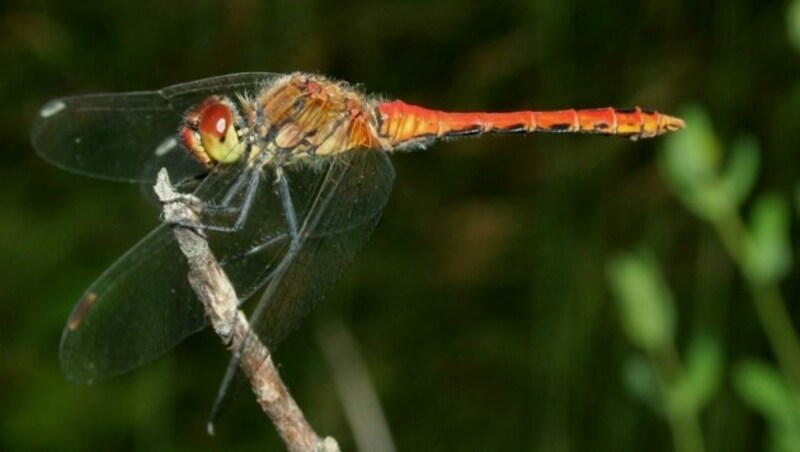 Die Blutrote Heidelibelle ist im Schutzgebiet heimisch. (Bild: Helmut Höttinger)