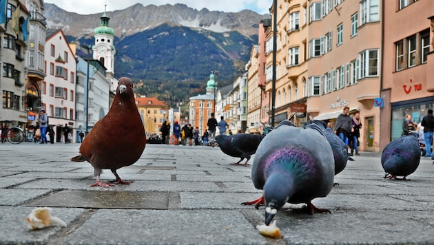 Tauben in den Städten sorgen für Wirbel. Innsbruck (Bild) setzt bereits aufs Augsburger Modell. (Bild: Christof Birbaumer)