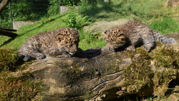 Die zwei kleinen Leopardenmädchen entdecken ihr Gehege. (Bild: Herbert Stoschek)