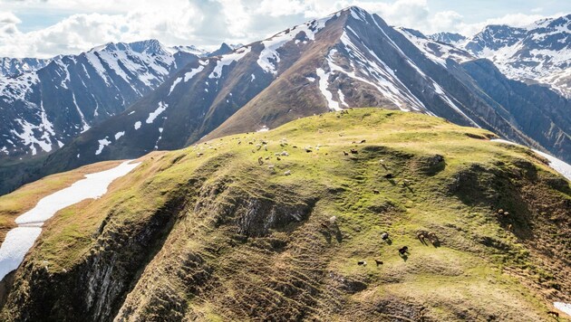 Wo der Wolf auf die Weiden des Lader Heuberges gelangte, ist noch unklar (Bild: Andreas Amplatz)